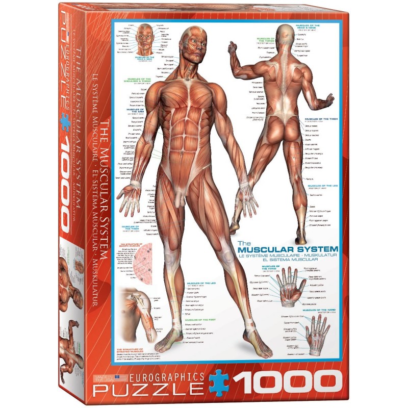 The Muscular System (1000)