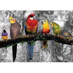 Birds on the Jungle (500)
